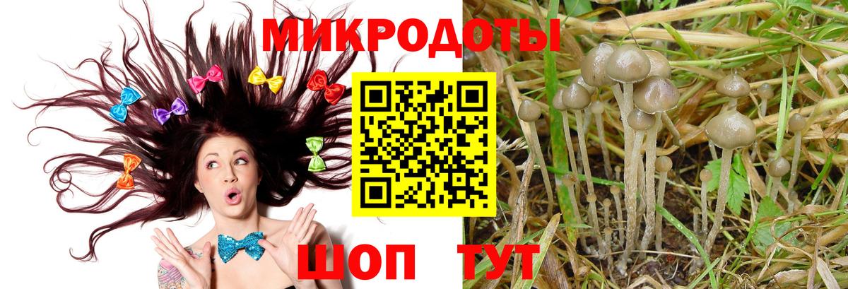 Галлюциногенные грибы Psilocybe Тимашёвск